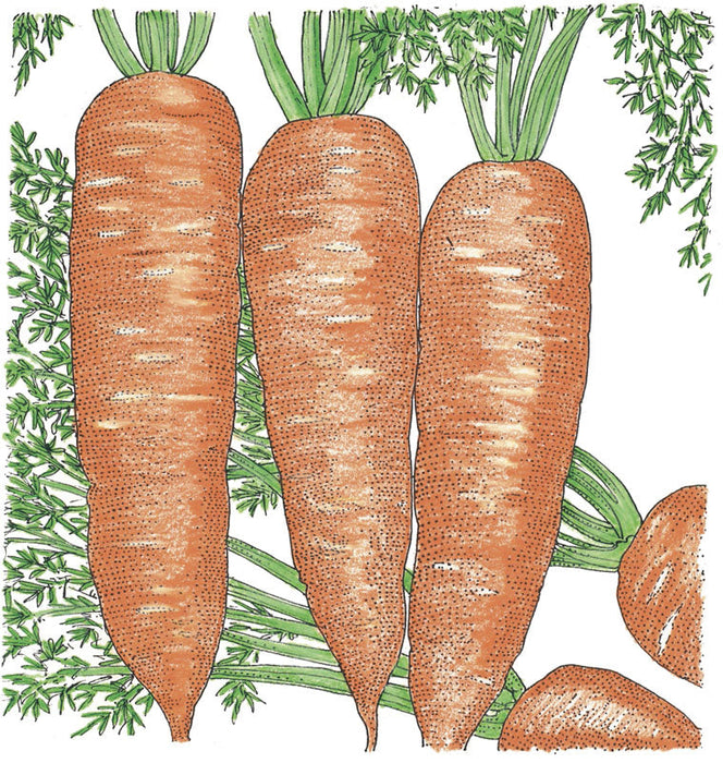 Fresh orange carrots with green tops. Healthy garden root vegetables illustration.
