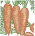 Fresh orange carrots with green tops. Healthy garden root vegetables illustration.