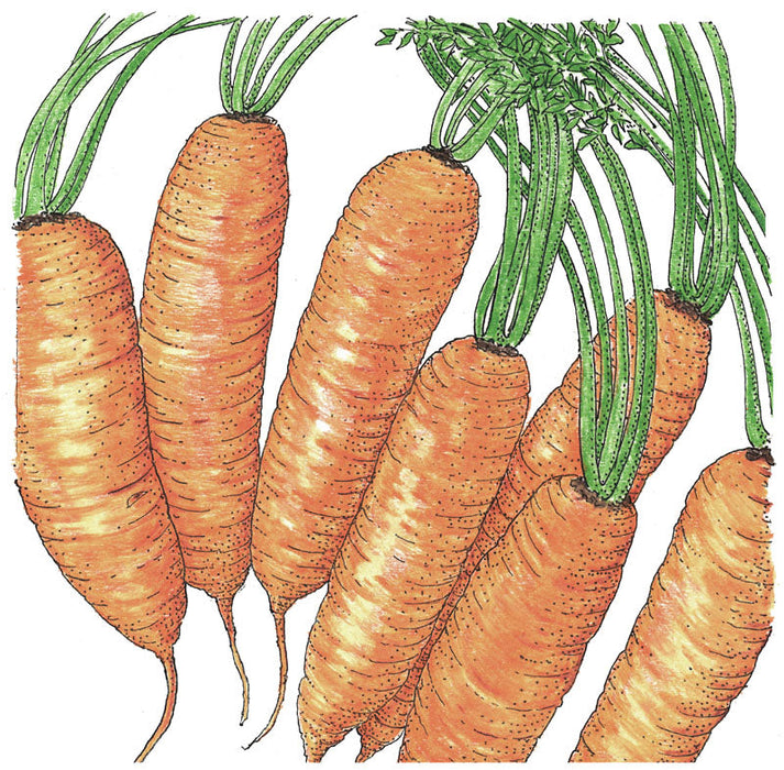 Fresh orange carrots with green tops. Healthy garden vegetables, packed with nutrients.