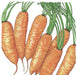 Fresh orange carrots with green tops. Healthy garden vegetables, packed with nutrients.