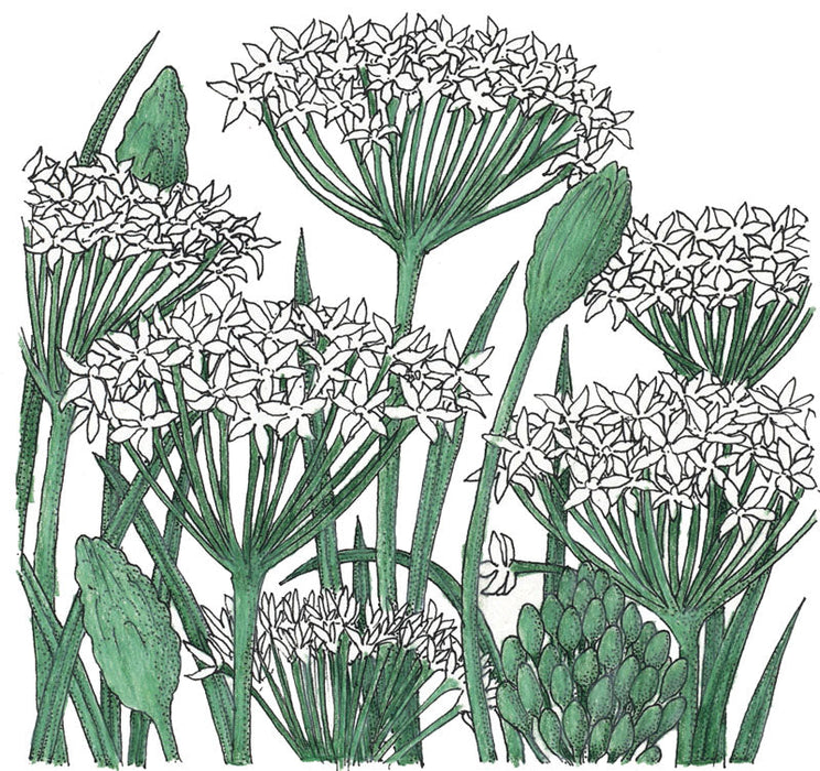Botanical illustration of garlic chives with white star-shaped flowers, green stems, and buds. Culinary herb.