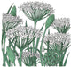 Botanical illustration of garlic chives with white star-shaped flowers, green stems, and buds. Culinary herb.