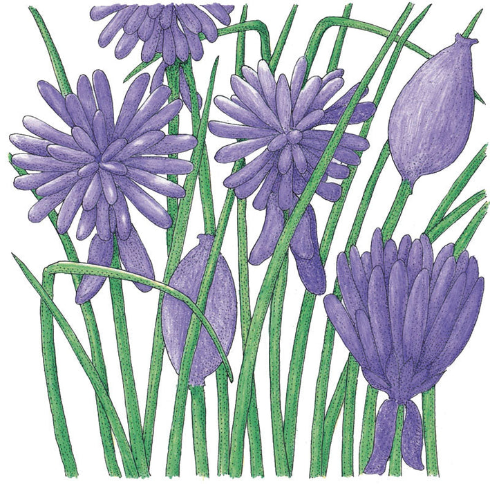 Botanical illustration of vibrant purple flowers and buds with tall green stems.