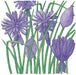 Botanical illustration of vibrant purple flowers and buds with tall green stems.
