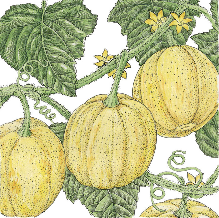 Round yellow speckled melons on green vines with broad leaves, curling tendrils, and yellow blossoms. Botanical illustration.