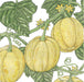 Round yellow speckled melons on green vines with broad leaves, curling tendrils, and yellow blossoms. Botanical illustration.