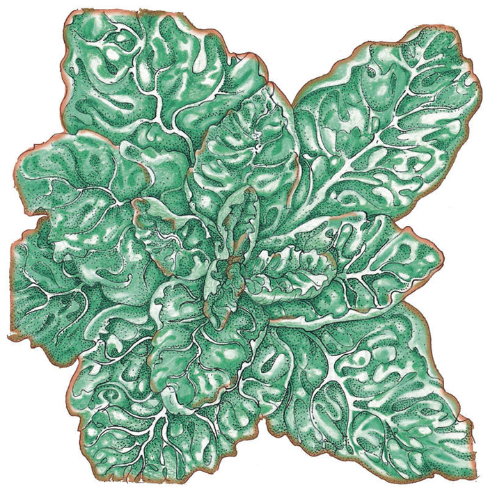 Green succulent plant illustration with textured leaves, prominent veins, and reddish-brown edges.