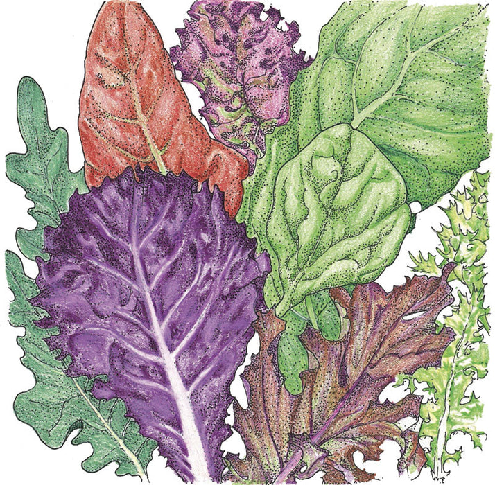 Healthy organic salad greens illustration: red lettuce, purple kale, green spinach, arugula, and chicory.