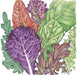 Healthy organic salad greens illustration: red lettuce, purple kale, green spinach, arugula, and chicory.