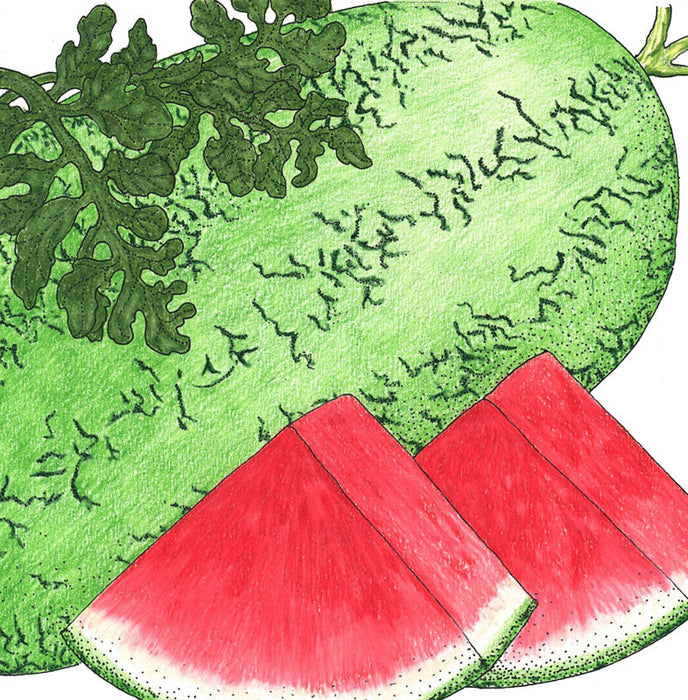 Ripe green watermelon with leaves and two juicy red slices. Fresh summer fruit.