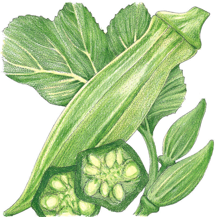 Green okra pods, whole and sliced, with leaves and small developing pods. Fresh vegetable illustration.