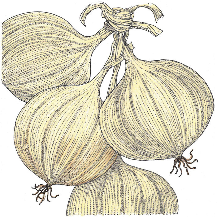 Braided white onions illustration. Fresh garden produce for cooking and storage.