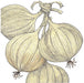 Braided white onions illustration. Fresh garden produce for cooking and storage.