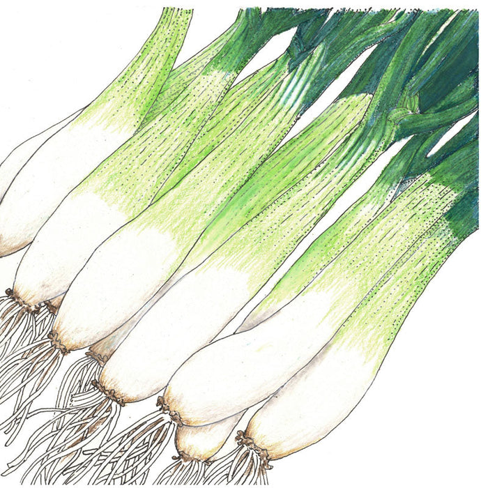 Illustration of fresh green onions, white bulbs, green stalks, and roots. Vibrant scallions produce.