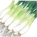 Illustration of fresh green onions, white bulbs, green stalks, and roots. Vibrant scallions produce.