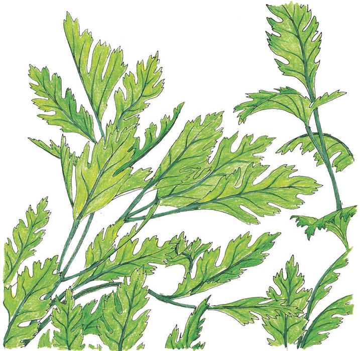 Detailed botanical drawing of green leaves with serrated edges and visible veins.