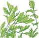 Detailed botanical drawing of green leaves with serrated edges and visible veins.