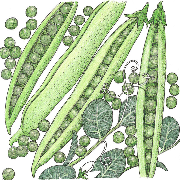 Detailed illustration: fresh green peas, open pods, scattered peas, and pea plant leaves with tendrils.