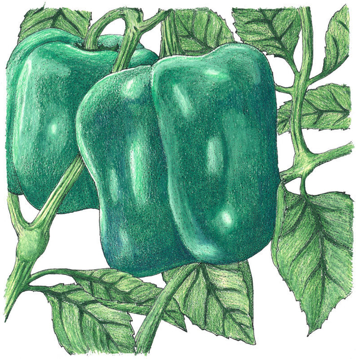 Three green bell peppers growing on a plant with green leaves. Fresh sweet peppers.
