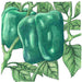 Three green bell peppers growing on a plant with green leaves. Fresh sweet peppers.