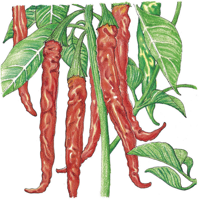 Vibrant red hot chili peppers on a plant, long ripe pods with green leaves. Hand-drawn illustration.
