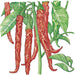 Vibrant red hot chili peppers on a plant, long ripe pods with green leaves. Hand-drawn illustration.