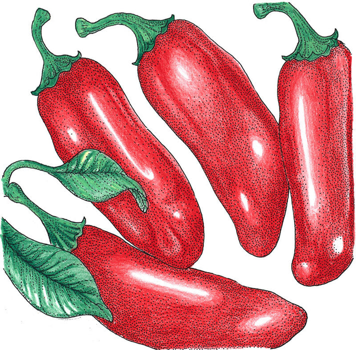 Red chili peppers illustration, green stems and leaves. Fresh, vibrant, spicy produce for cooking.