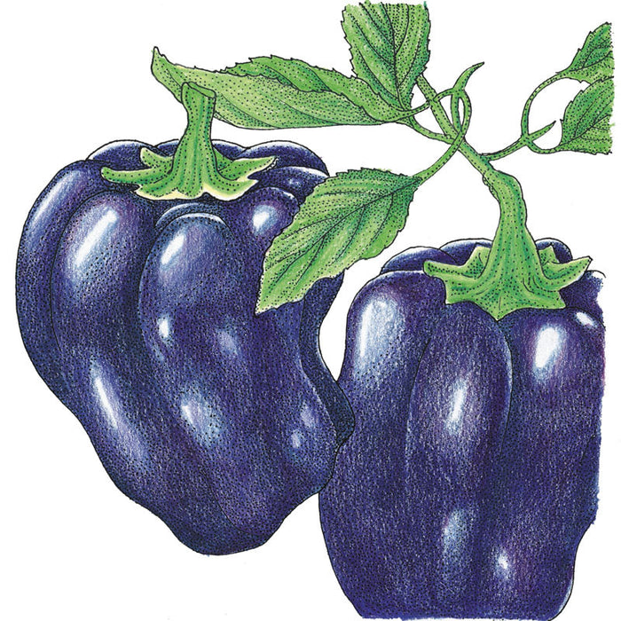 Two deep purple bell peppers on a vine with green leaves. Vibrant illustration of fresh garden produce.