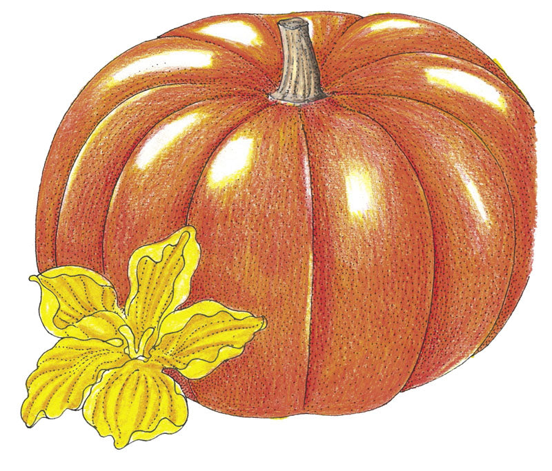 Vibrant orange pumpkin with ribbed texture and brown stem, beside a bright yellow pumpkin blossom illustration.
