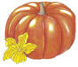 Vibrant orange pumpkin with ribbed texture and brown stem, beside a bright yellow pumpkin blossom illustration.