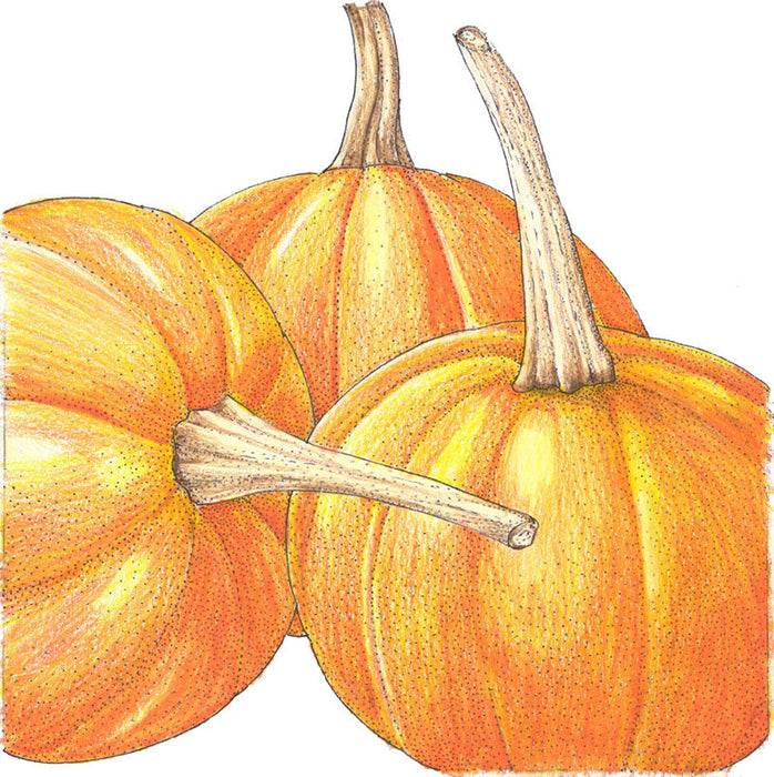 Three hand-drawn bright orange pumpkins with stems, perfect for fall, autumn, and Halloween decor.