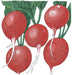 Five vibrant red radishes with green leaves and white roots. Fresh garden vegetable illustration.