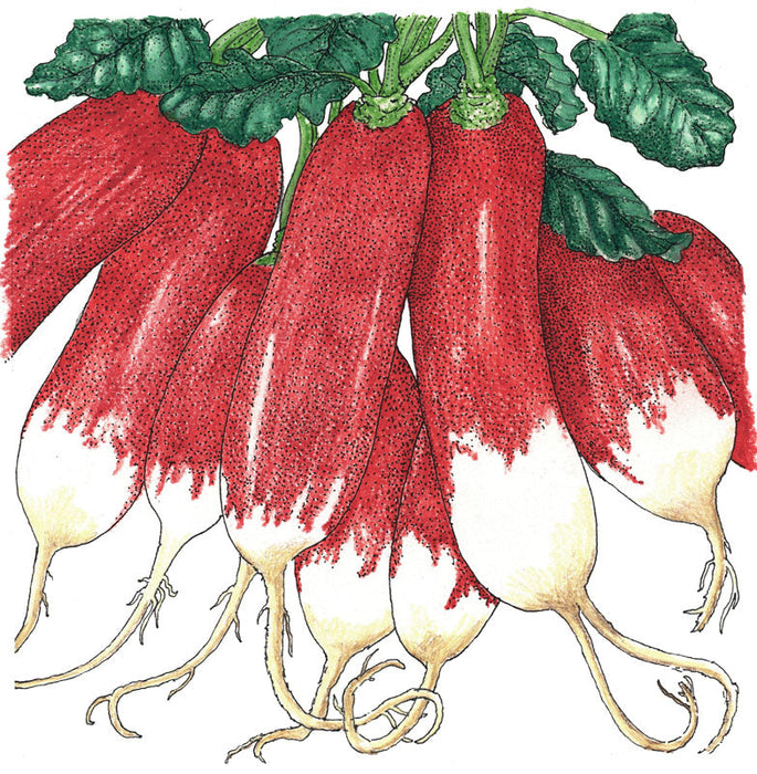 Bunch of red and white French Breakfast radishes with green leaves and roots. Fresh garden vegetables.