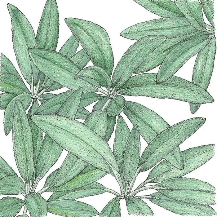 Green sage leaves illustration, textured botanical drawing.