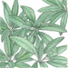 Green sage leaves illustration, textured botanical drawing.