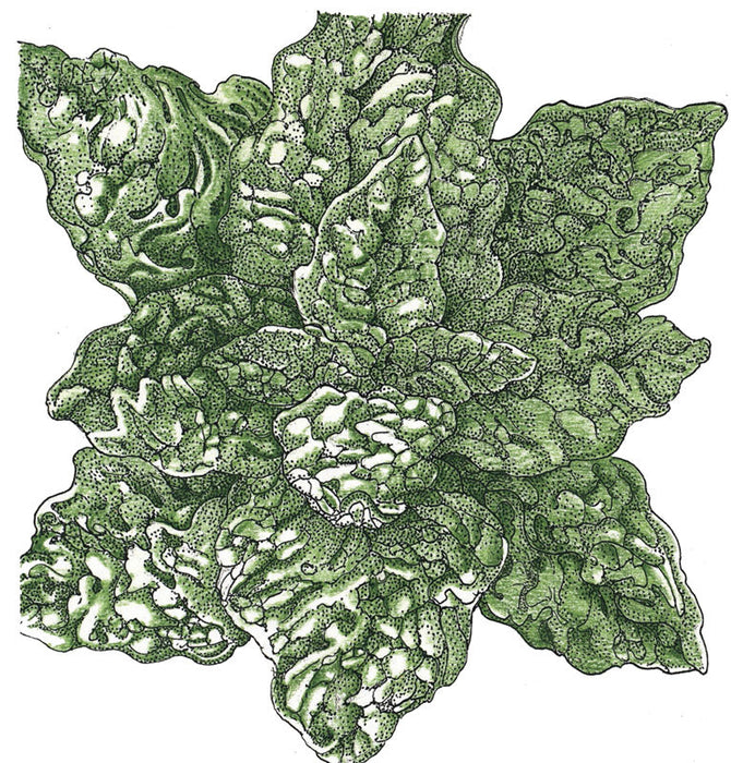 Green crinkled leafy vegetable illustration, detailed with stippled texture. Botanical art.