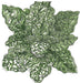 Green crinkled leafy vegetable illustration, detailed with stippled texture. Botanical art.