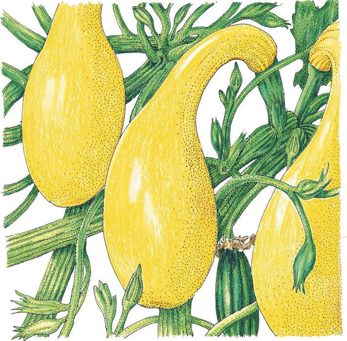 Bright yellow summer squash, including crookneck and straightneck varieties, growing on green vines with leaves and buds.