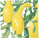 Bright yellow summer squash, including crookneck and straightneck varieties, growing on green vines with leaves and buds.