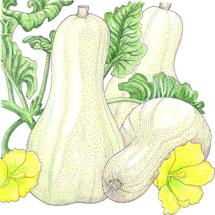 Three pale butternut winter squash with green leaves and bright yellow flowers.