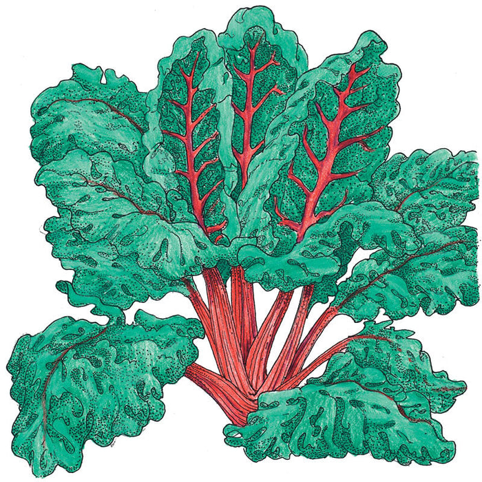 Vibrant Swiss chard plant with deep green, ruffled leaves and bold red veins and stalks. Garden vegetable.