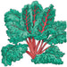 Vibrant Swiss chard plant with deep green, ruffled leaves and bold red veins and stalks. Garden vegetable.
