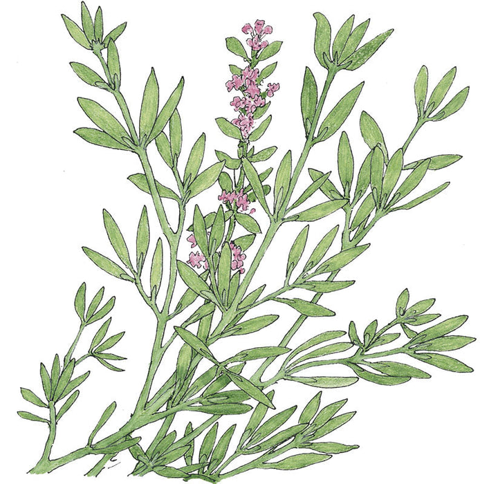 Green herb plant with narrow leaves and clusters of small pink flowers, botanical illustration.