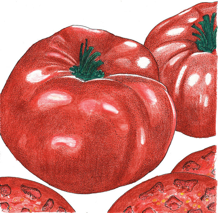 Red heirloom tomatoes illustration: whole with green stems, and sliced revealing seeds.