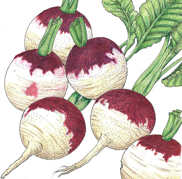 Purple top white globe turnips with green leaves. Fresh, healthy root vegetables for gardening and cooking.