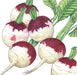 Purple top white globe turnips with green leaves. Fresh, healthy root vegetables for gardening and cooking.