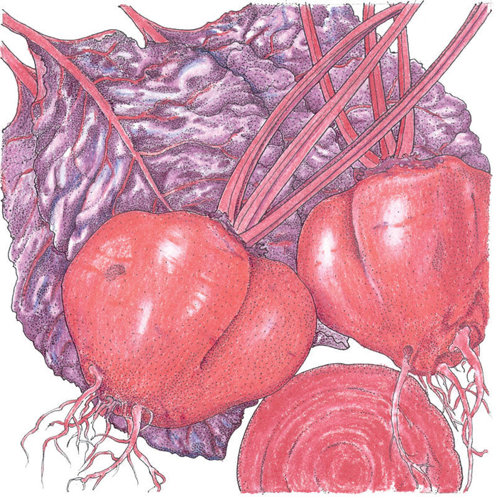 Fresh red beets with vibrant purple leaves and a sliced beetroot. Nutritious garden produce.