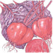 Fresh red beets with vibrant purple leaves and a sliced beetroot. Nutritious garden produce.