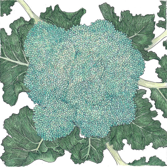 Vibrant blue-green broccoli head botanical illustration with textured dark green leaves.