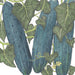 Vibrant green cucumbers growing on a vine with large textured leaves and small yellow flowers. Home garden harvest.
